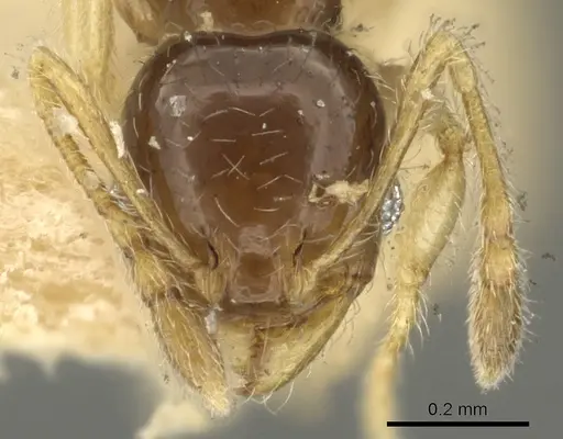 Pheidole orbica specimen CASENT0901599 image casent0901599_2