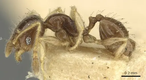 Pheidole orbica specimen CASENT0901599 image casent0901599_3