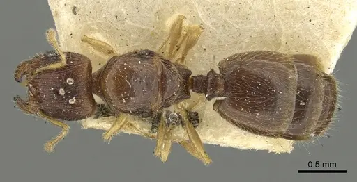 Pheidole orbica specimen CASENT0901600 image casent0901600_1