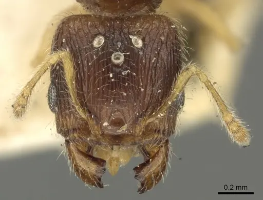 Pheidole orbica specimen CASENT0901600 image casent0901600_2