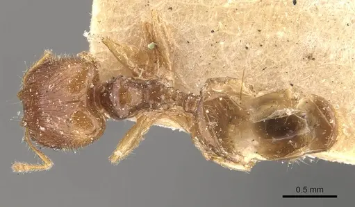 Pheidole orbica specimen CASENT0908294 image casent0908294_1