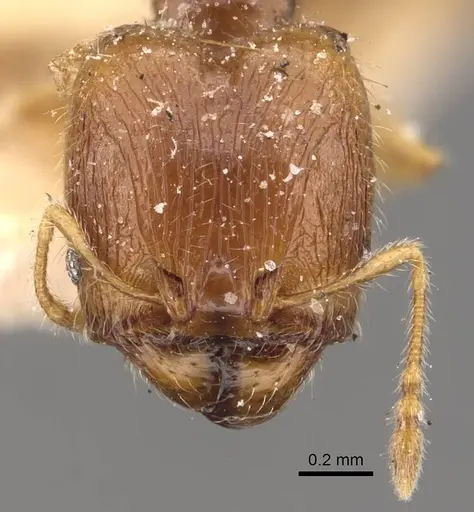 Pheidole orbica specimen CASENT0908294 image casent0908294_2