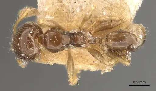 Pheidole orbica specimen CASENT0908295 image casent0908295_1