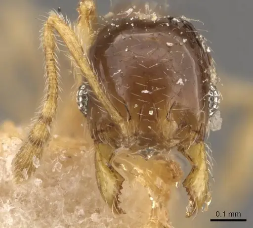 Pheidole orbica specimen CASENT0908295 image casent0908295_2