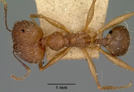 Pheidole oswaldi specimen CASENT0101640 image casent0101640_1