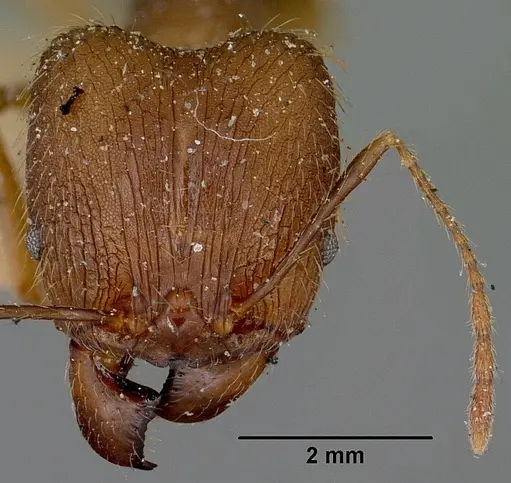 Pheidole oswaldi specimen CASENT0101640 image casent0101640_2