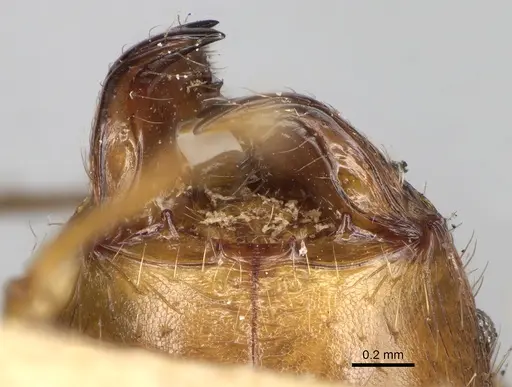 Pheidole oswaldi specimen CASENT0101640 image casent0101640_3