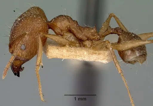 Pheidole oswaldi specimen CASENT0101640 image casent0101640_4