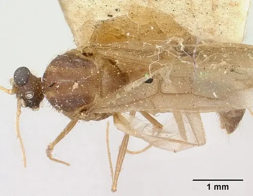 Pheidole oswaldi specimen CASENT0101706 image casent0101706_1