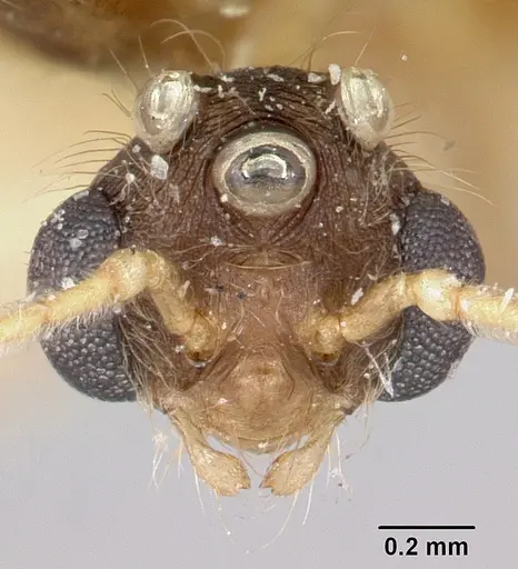Pheidole oswaldi specimen CASENT0101706 image casent0101706_2