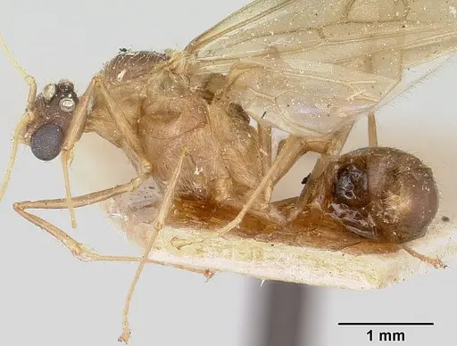 Pheidole oswaldi specimen CASENT0101706 image casent0101706_3