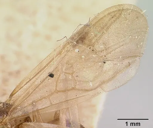 Pheidole oswaldi specimen CASENT0101706 image casent0101706_4