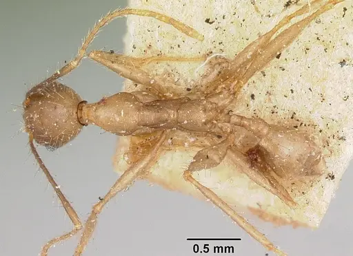 Pheidole oswaldi specimen CASENT0101724 image casent0101724_1