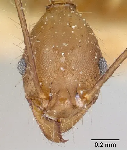 Pheidole oswaldi specimen CASENT0101724 image casent0101724_2