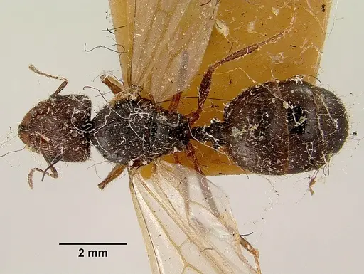 Pheidole oswaldi specimen CASENT0101808 image casent0101808_1