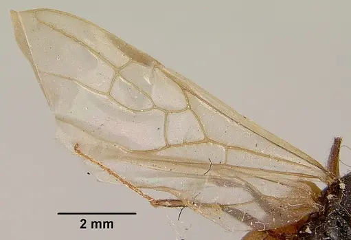 Pheidole oswaldi specimen CASENT0101808 image casent0101808_2