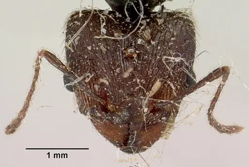 Pheidole oswaldi specimen CASENT0101808 image casent0101808_3