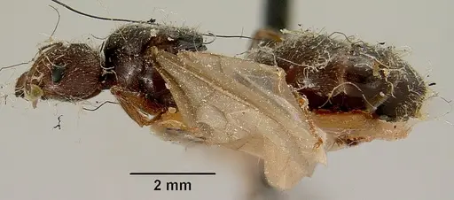 Pheidole oswaldi specimen CASENT0101808 image casent0101808_4