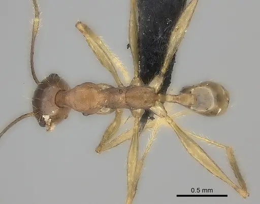 Pheidole oswaldi specimen CASENT0235136 image casent0235136_1