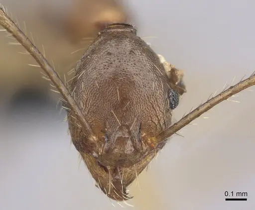 Pheidole oswaldi specimen CASENT0235136 image casent0235136_2