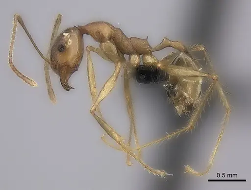 Pheidole oswaldi specimen CASENT0235136 image casent0235136_3