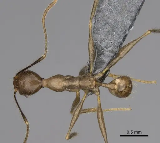 Pheidole oswaldi specimen CASENT0275335 image casent0275335_1