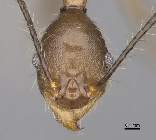 Pheidole oswaldi specimen CASENT0275335 image casent0275335_2
