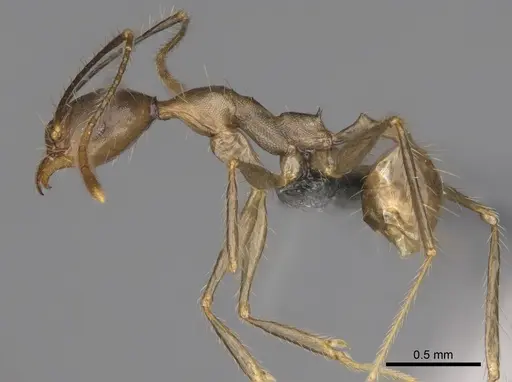 Pheidole oswaldi specimen CASENT0275335 image casent0275335_3
