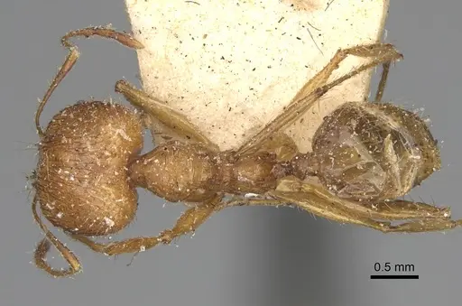Pheidole oswaldi specimen CASENT0923192 image casent0923192_1