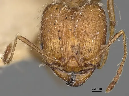 Pheidole oswaldi specimen CASENT0923192 image casent0923192_2