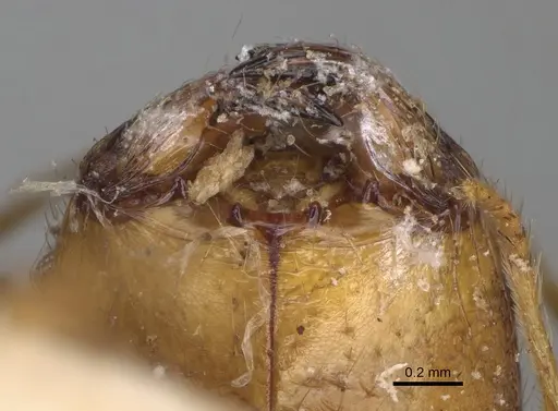 Pheidole oswaldi specimen CASENT0923192 image casent0923192_3