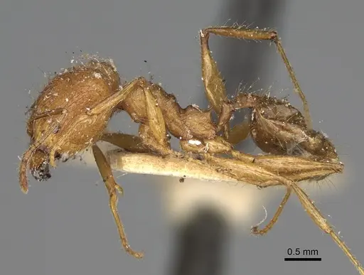 Pheidole oswaldi specimen CASENT0923192 image casent0923192_4