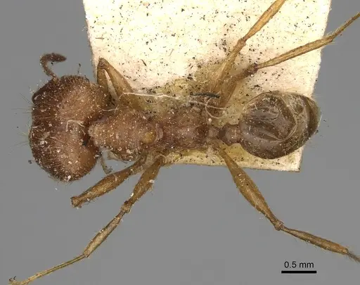 Pheidole oswaldi specimen CASENT0923193 image casent0923193_1