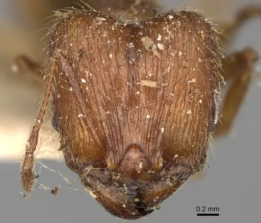 Pheidole oswaldi specimen CASENT0923193 image casent0923193_2