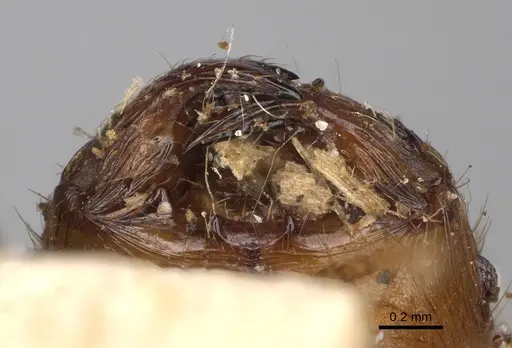 Pheidole oswaldi specimen CASENT0923193 image casent0923193_3