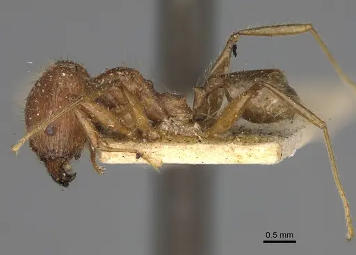 Pheidole oswaldi specimen CASENT0923193 image casent0923193_4