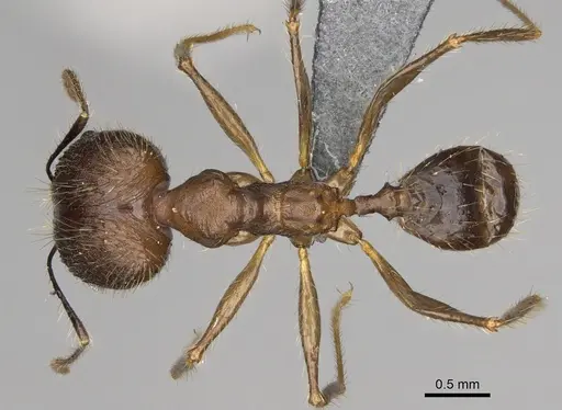 Pheidole oswaldi specimen CASENT0923266 image casent0923266_1