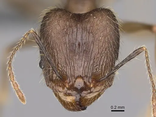Pheidole oswaldi specimen CASENT0923266 image casent0923266_2