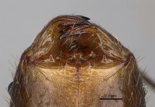 Pheidole oswaldi specimen CASENT0923266 image casent0923266_3