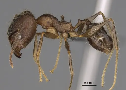 Pheidole oswaldi specimen CASENT0923266 image casent0923266_4