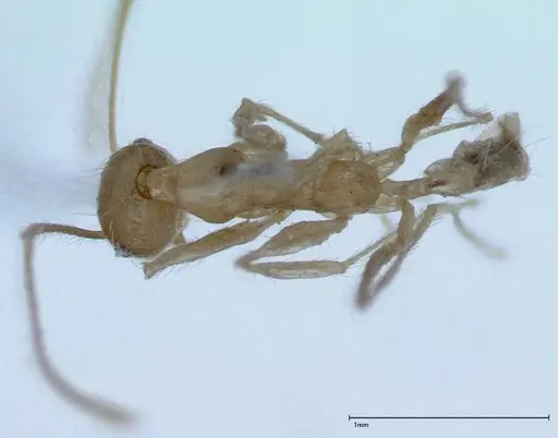 Pheidole oswaldi specimen FOCOL0028 image focol0028_1