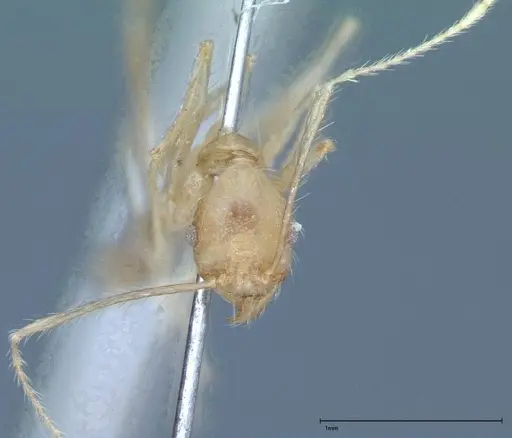 Pheidole oswaldi specimen FOCOL0028 image focol0028_2