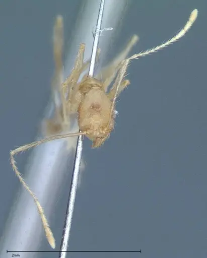 Pheidole oswaldi specimen FOCOL0028 image focol0028_3