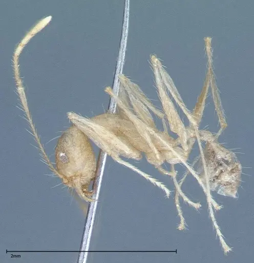 Pheidole oswaldi specimen FOCOL0028 image focol0028_4