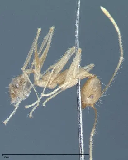 Pheidole oswaldi specimen FOCOL0028 image focol0028_5