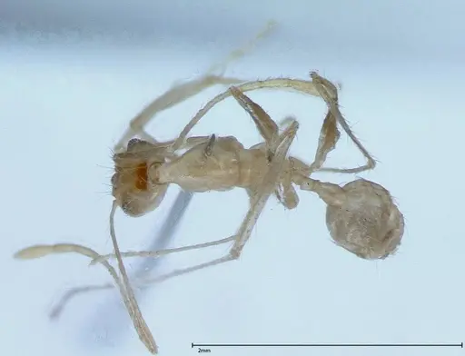 Pheidole oswaldi specimen FOCOL0029 image focol0029_1