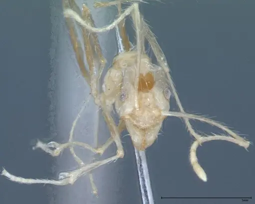 Pheidole oswaldi specimen FOCOL0029 image focol0029_2