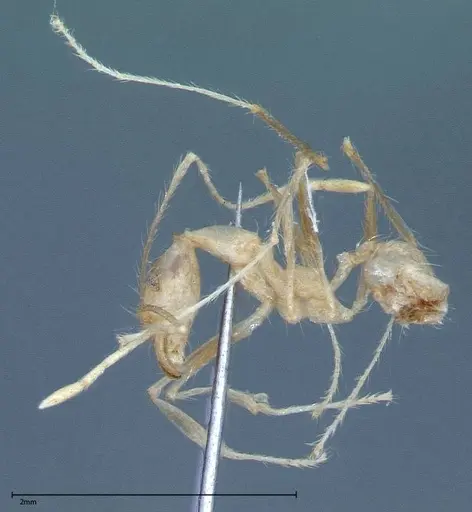 Pheidole oswaldi specimen FOCOL0029 image focol0029_3