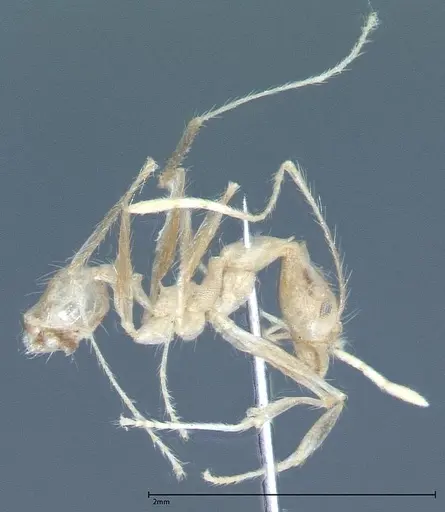 Pheidole oswaldi specimen FOCOL0029 image focol0029_4