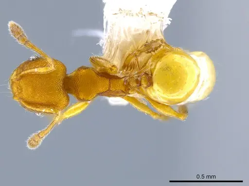 Pheidole otisi specimen CASENT0628069 image casent0628069_1